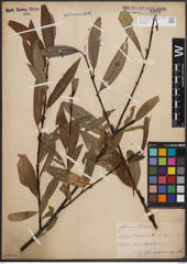 Foto von Salix daphnoides Vill.
